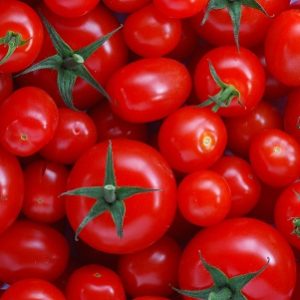 New Bergman Seeds tomato varieties combine high resistance with flavour