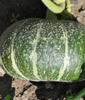 DELICA F1 SQUASH SEEDS